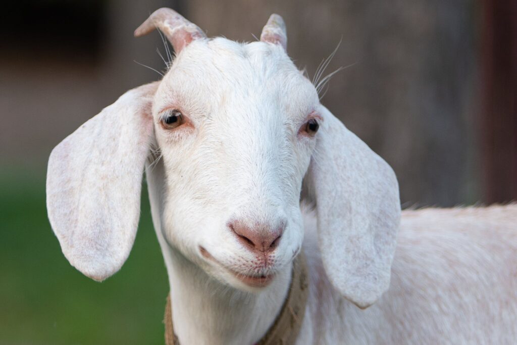 A goat with a white face and brown eyes